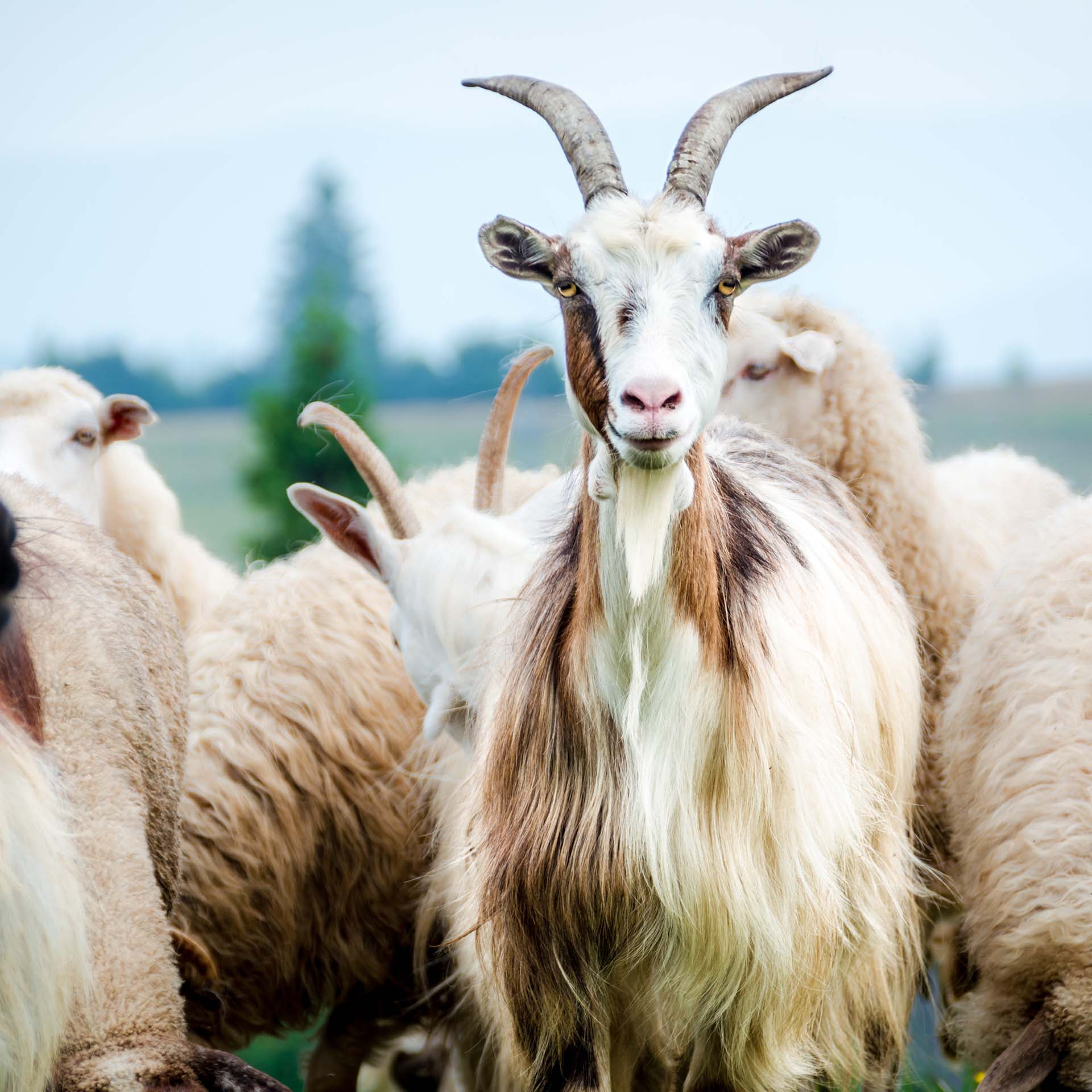 Lotus Duvet Cachemire