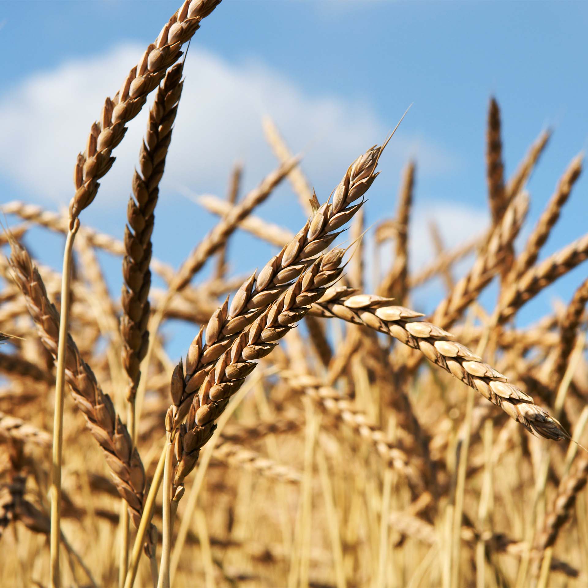 Erzstef coussin en vannure d épeautre